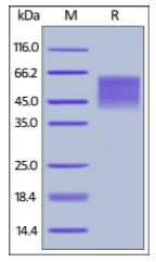Human B7-2, His Tag on SDS-PAGE under reducing (R) condition. The gel was stained overnight with Coomassie Blue. The purity of the protein is greater than 95%.